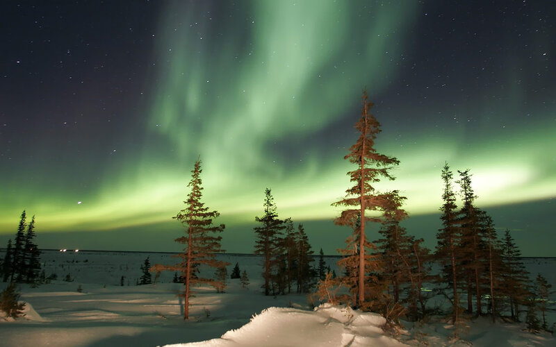 Aurora Borealis over Trees — White
