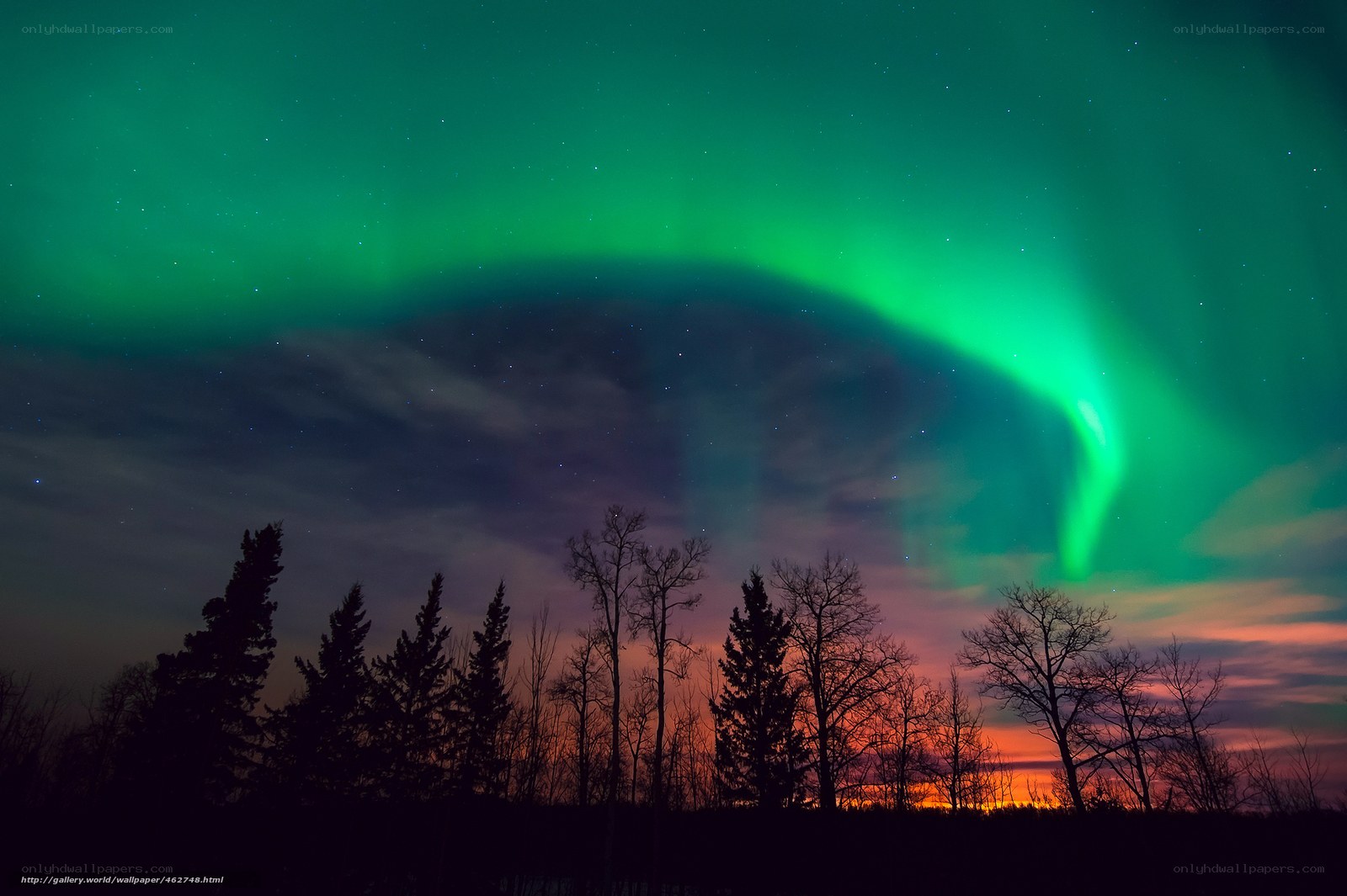 Aurora borealis over trees