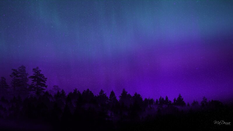 Aurora over a forest