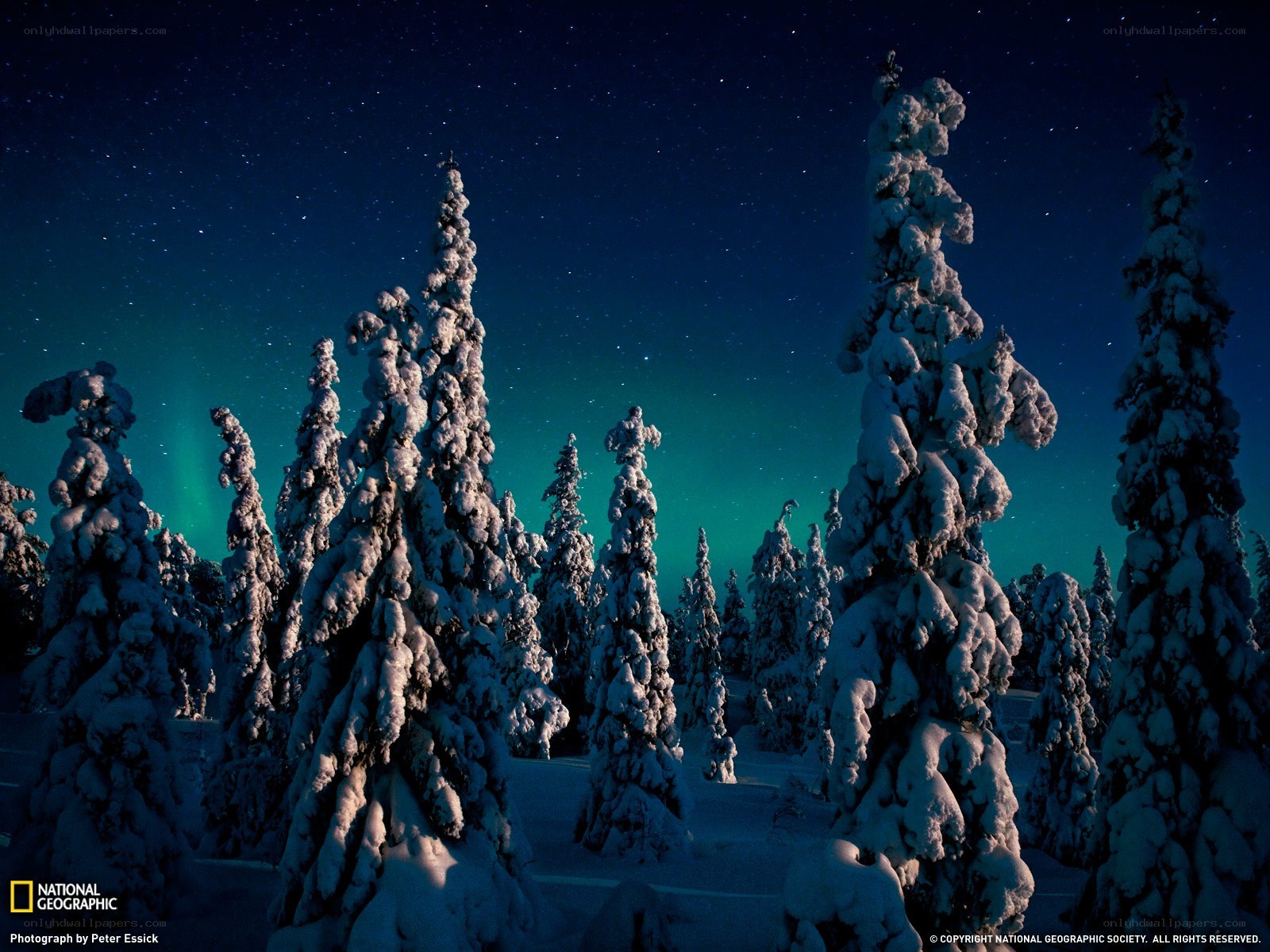 Aurora over snow-covered trees