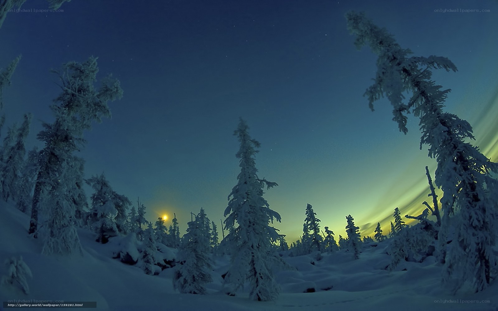 Aurora over snowy forest