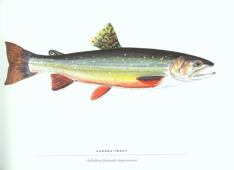 Aurora Trout illustration