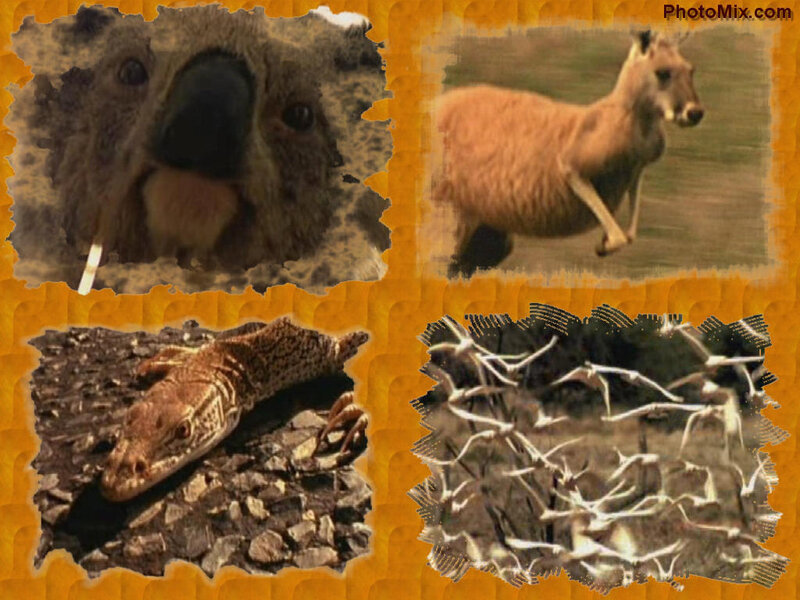Australian animals collage