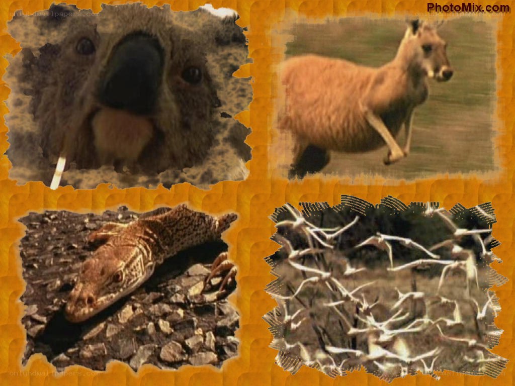 Australian animals collage