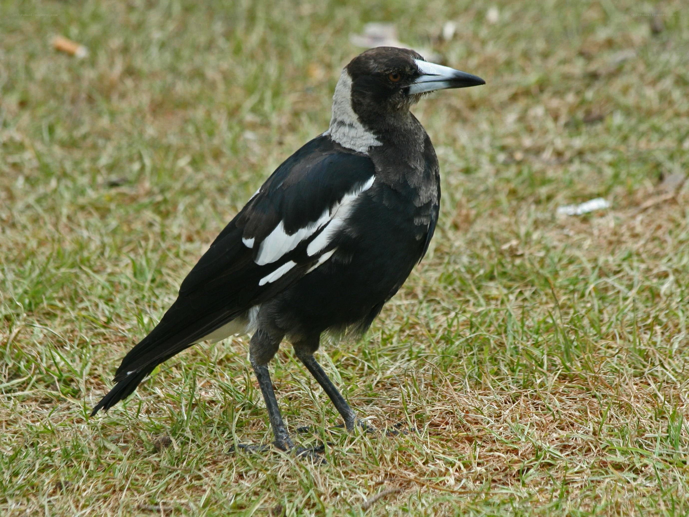 Australian magpie on grass