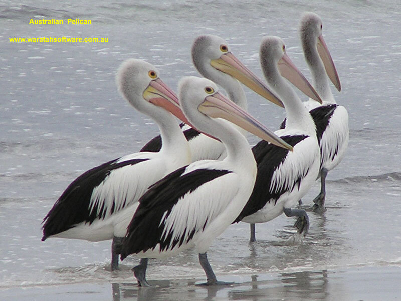 Australian Pelicans