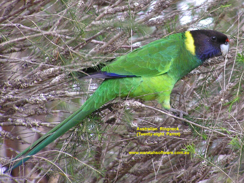 Australian Ringneck Parrot