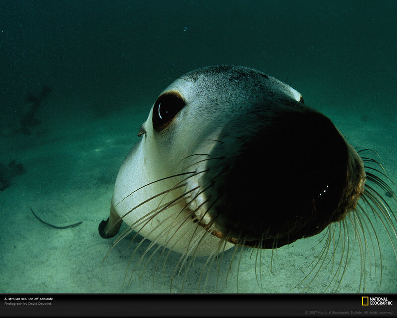 Australian sea lion underwater