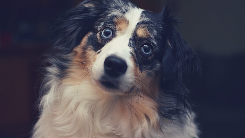 Australian Shepherd Dog — Black, Calm
