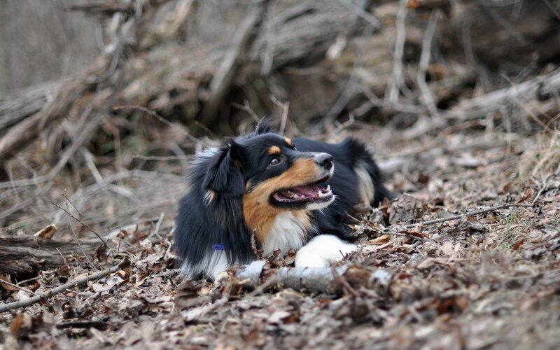Australian Shepherd Dog — Black