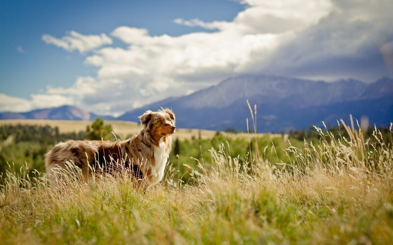 Australian Shepherd Dog — Blue, Serene