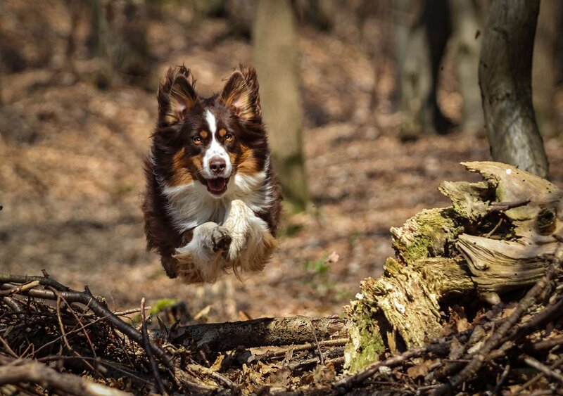 Australian Shepherd Dog — Brown, Active