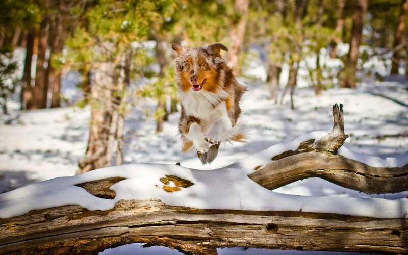 Australian Shepherd Dog — Brown, Active, Winter