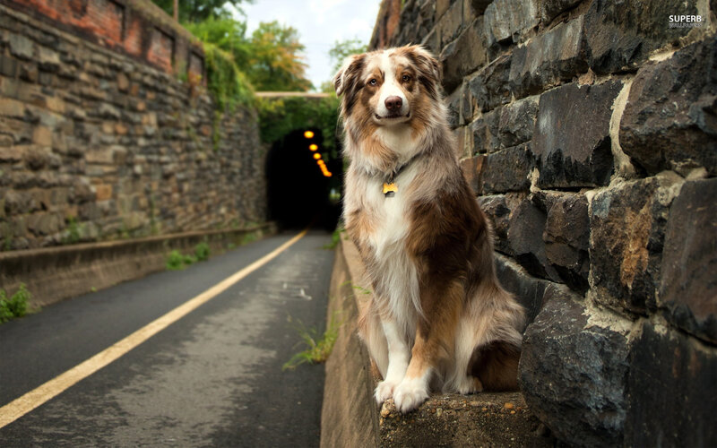 Australian Shepherd Dog — Brown, Calm, Afternoon