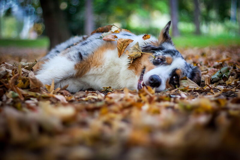 Australian Shepherd Dog — Brown, Calm, Autumn