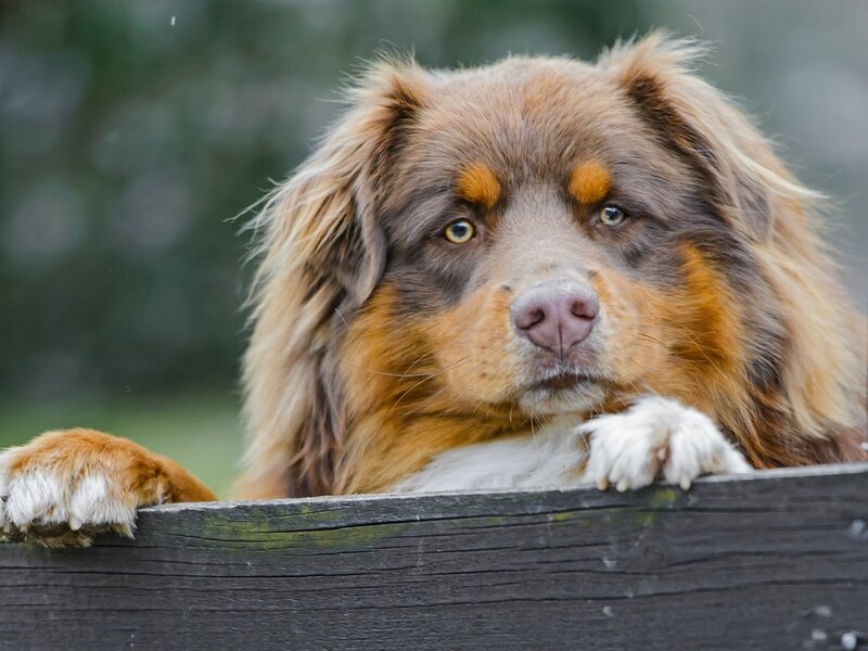 Australian Shepherd Dog — Brown, Calm, Photograph