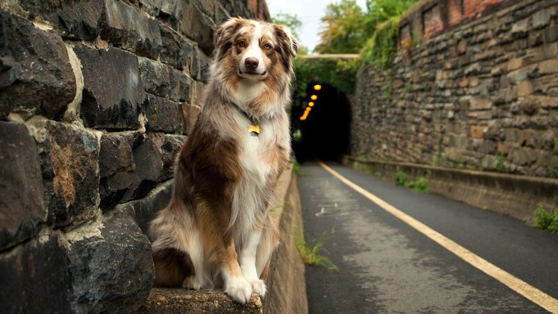 Australian Shepherd Dog — Brown, Calm