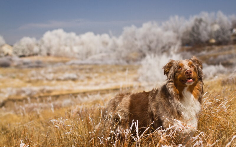 Australian Shepherd Dog — Brown, Calm, Winter, Photograph