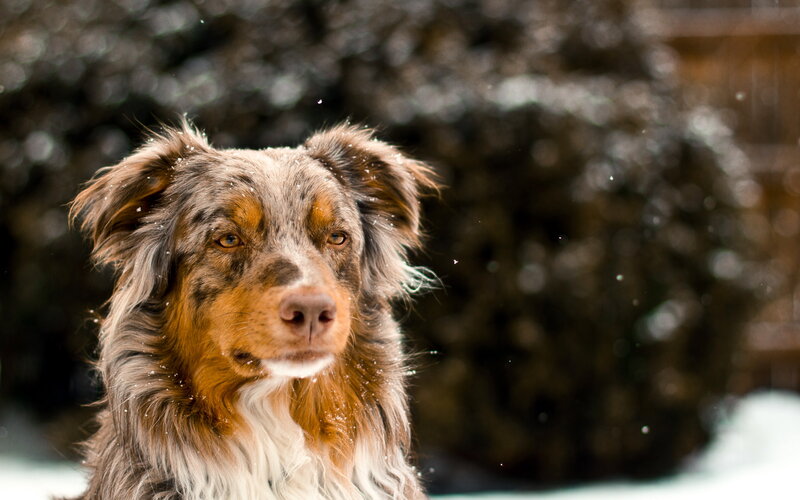 Australian Shepherd Dog — Brown, Calm, Winter
