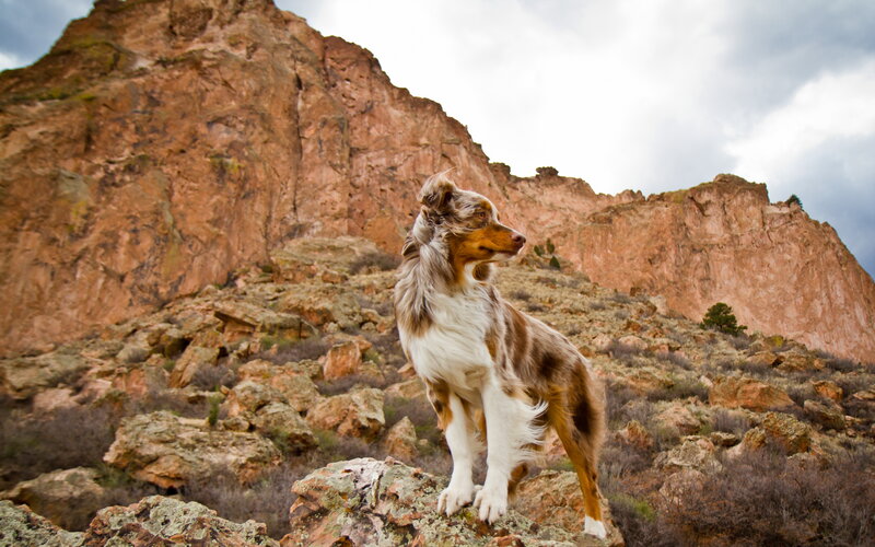 Australian Shepherd Dog — Brown, Dramatic, Afternoon