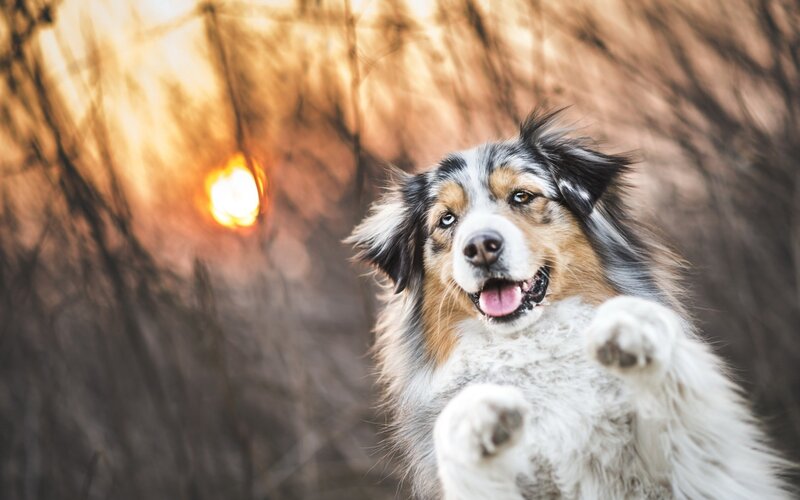 Australian Shepherd Dog — Brown, Playful