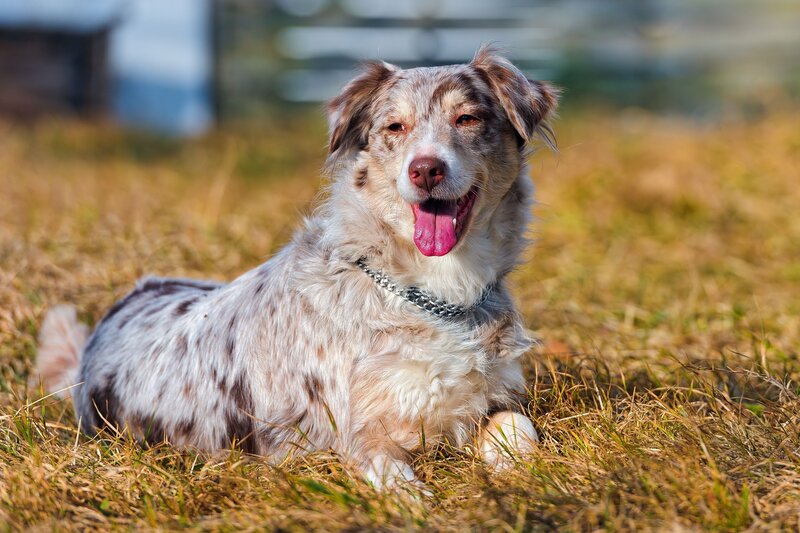 Australian Shepherd Dog — Brown, Relaxed