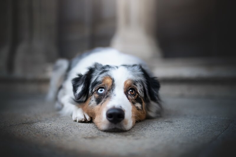 Australian Shepherd Dog — Gray, Calm