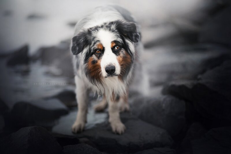 Australian Shepherd Dog — Gray