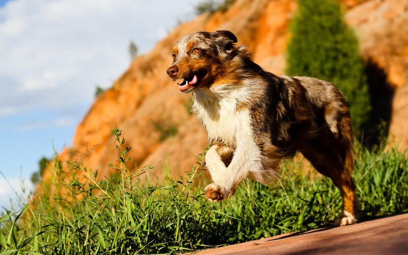 Australian Shepherd Dog — Green, Active, Afternoon