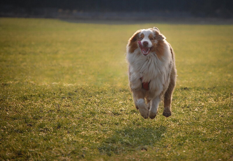 Australian Shepherd Dog — Green, Active