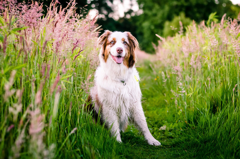 Australian Shepherd Dog — Green, Calm, Afternoon