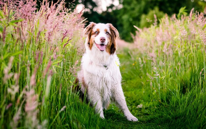 Australian Shepherd Dog — Green, Calm