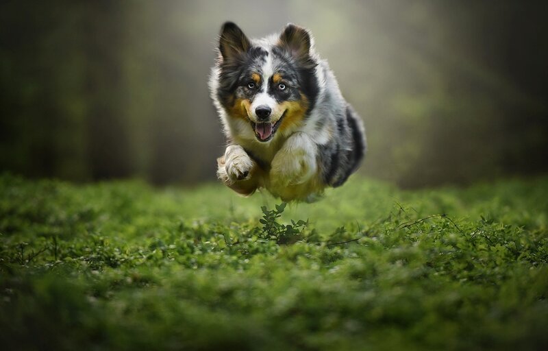 Australian Shepherd Dog — Green, Dynamic