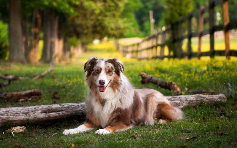 Australian Shepherd Dog — Green, Peaceful