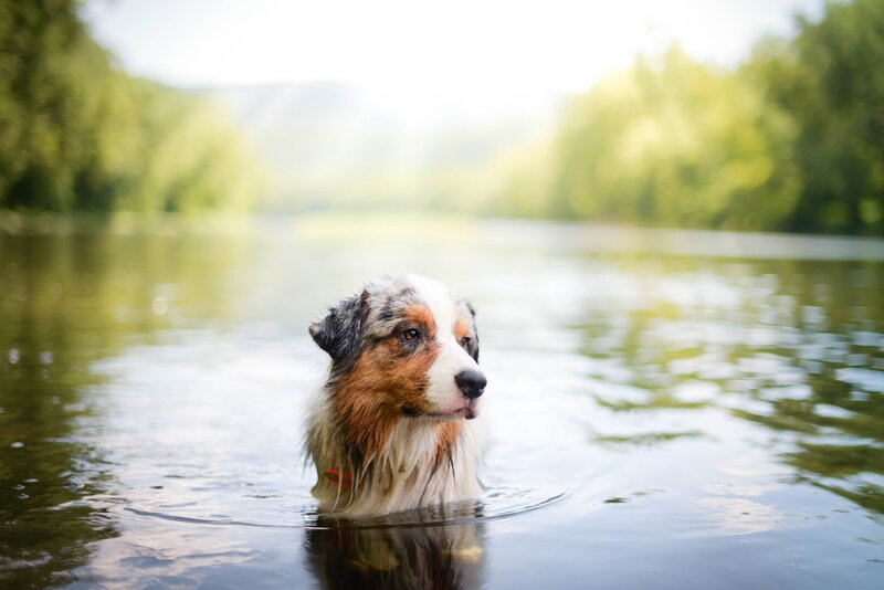 Australian Shepherd Dog — Green, Serene, Afternoon