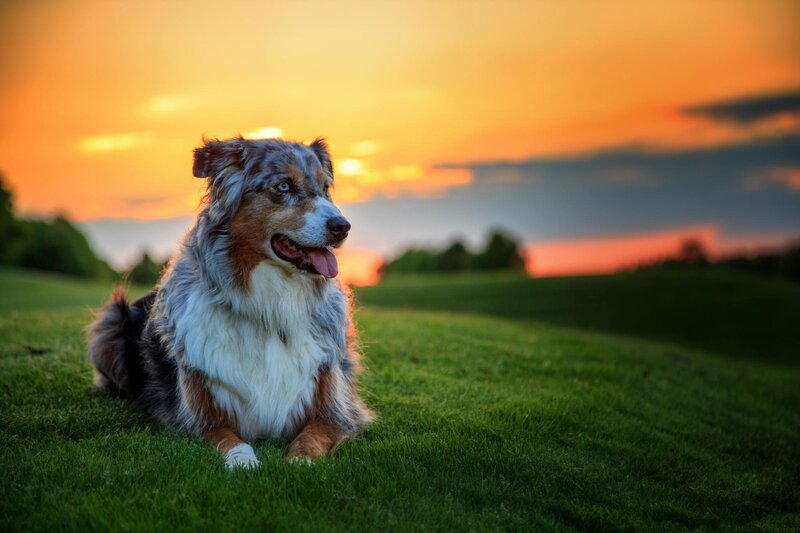 Australian Shepherd Dog — Green, Serene, Sunset