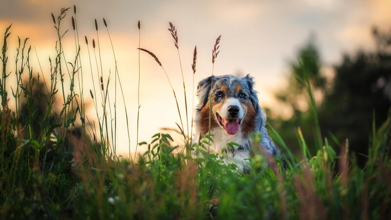Australian Shepherd Dog — Green, Serene