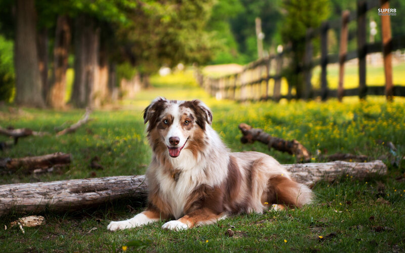 Australian Shepherd Dog — Green