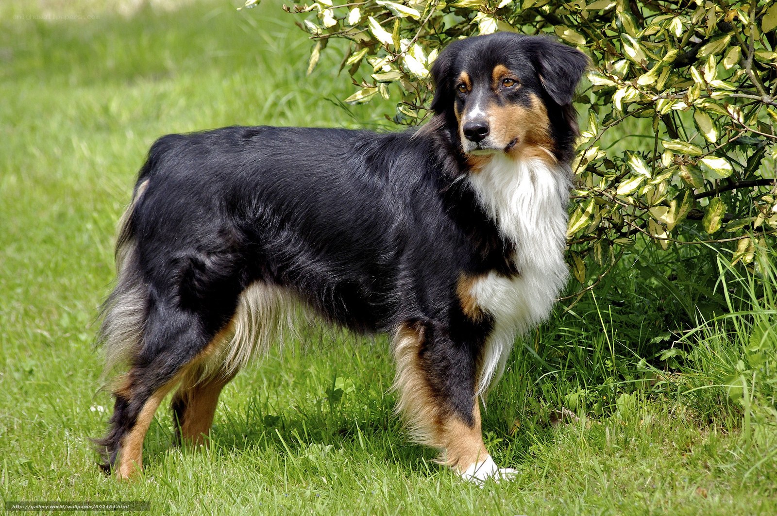 Australian Shepherd dog in garden