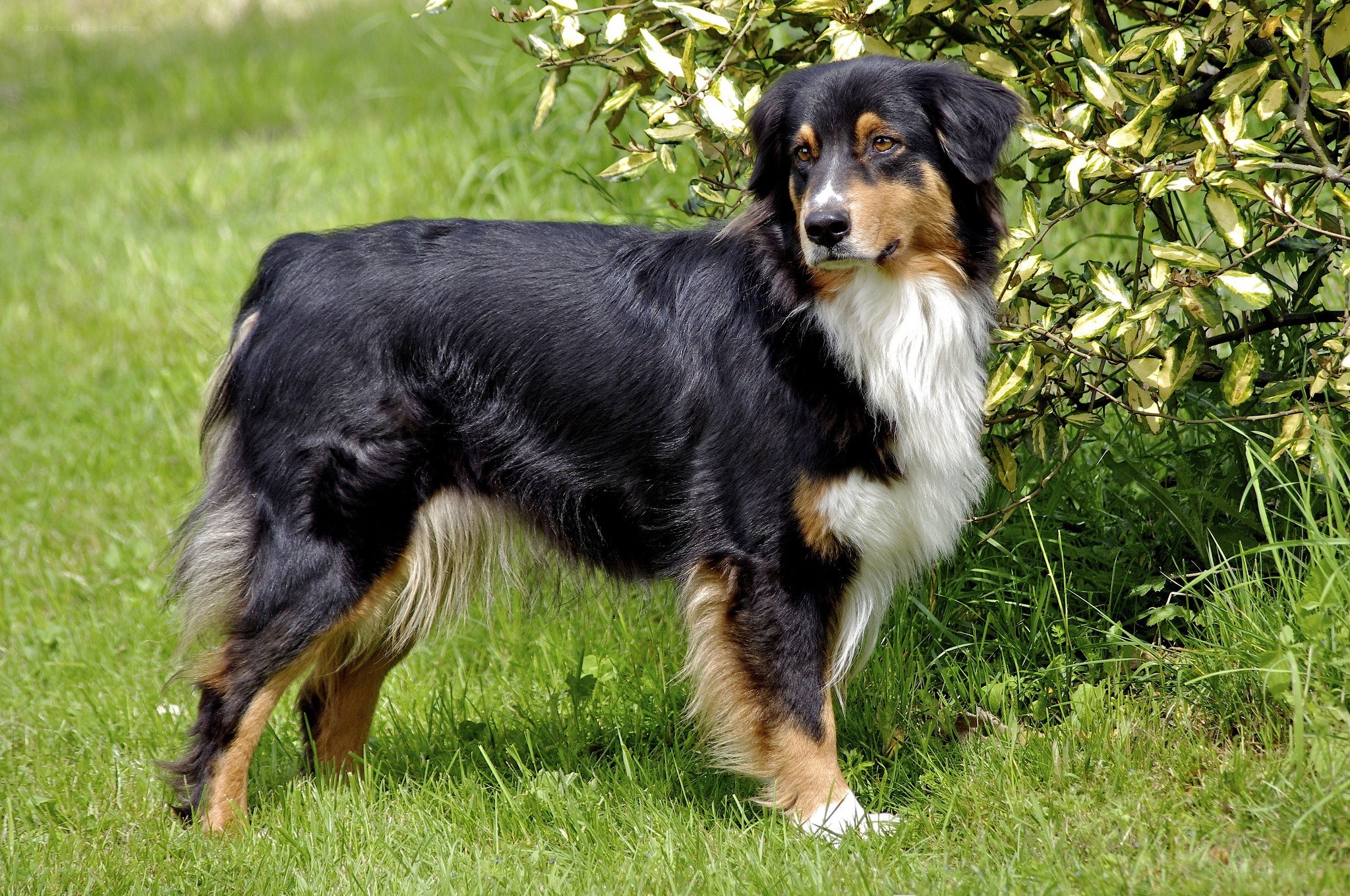 Australian Shepherd dog in grass