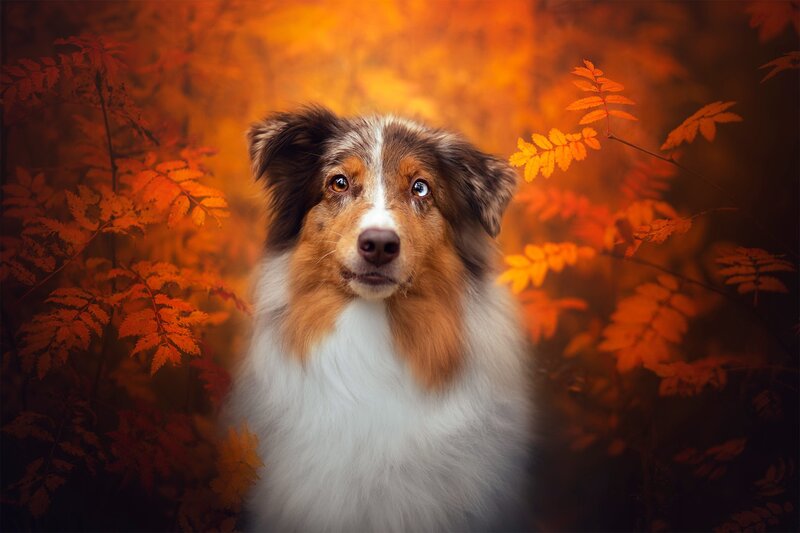 Australian Shepherd Dog — Orange, Serene