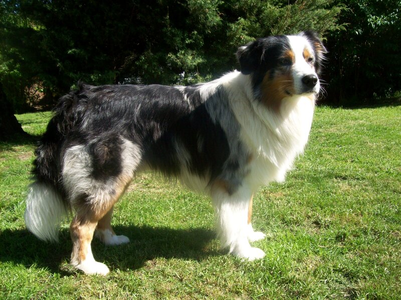 Australian Shepherd dog outdoors