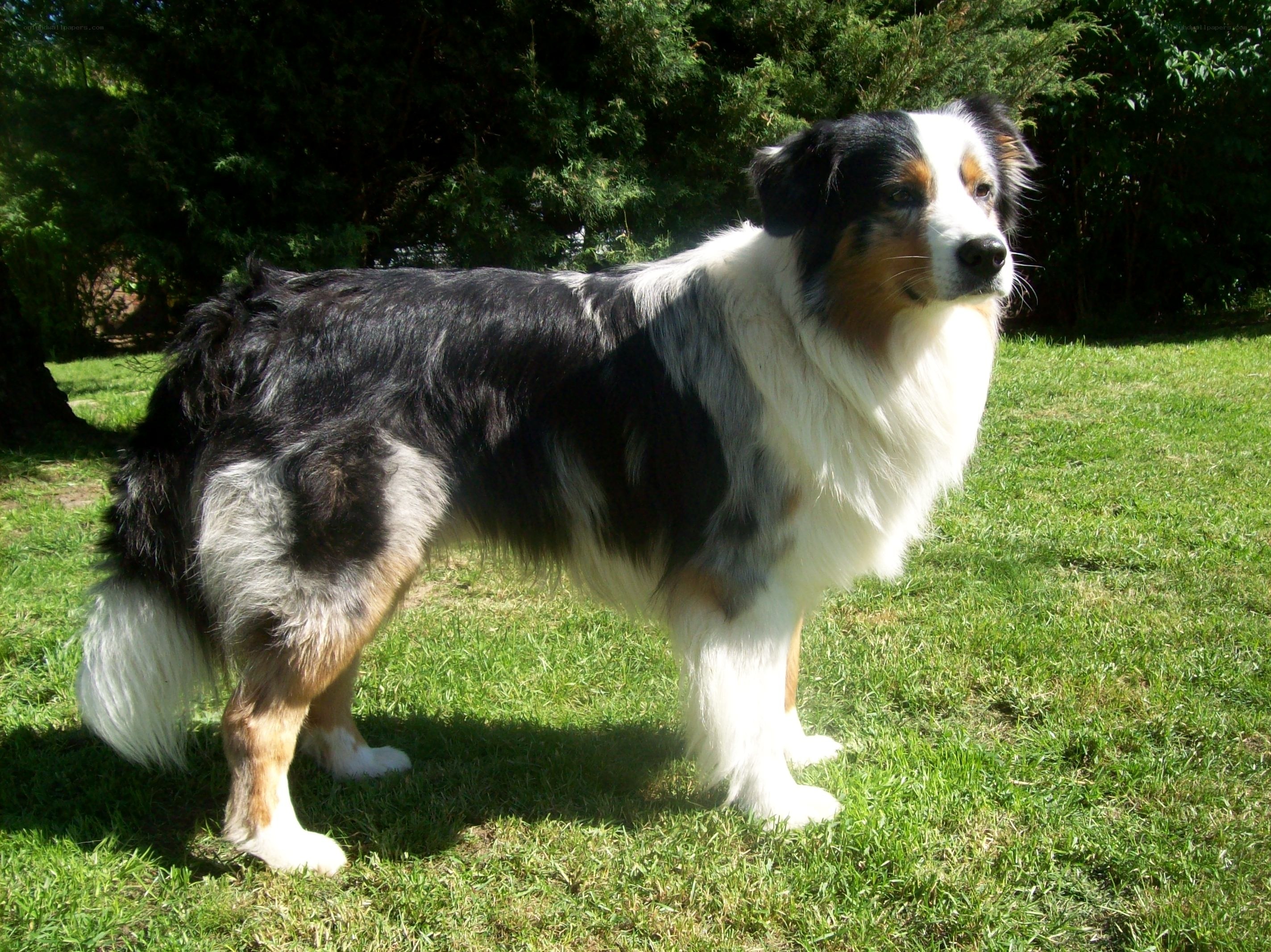 Australian Shepherd dog outdoors