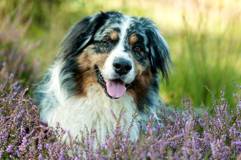 Australian Shepherd Dog — Purple