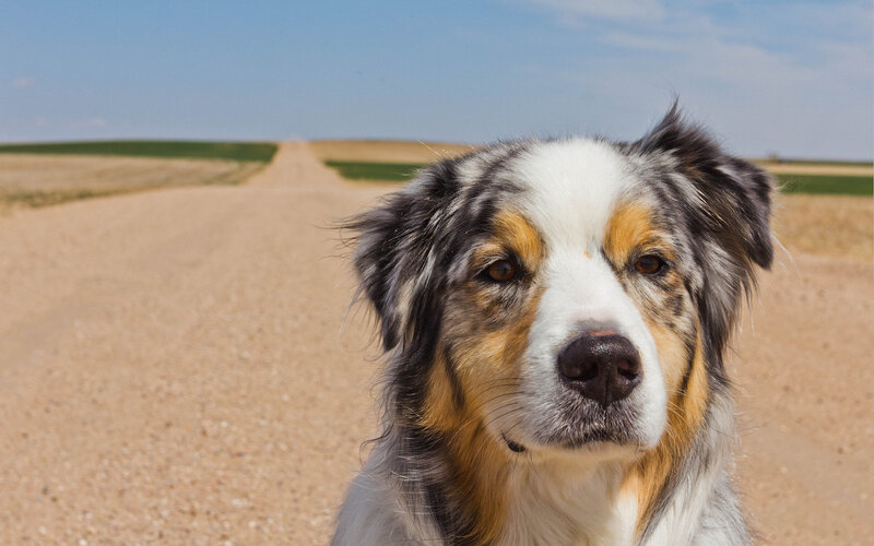 Australian Shepherd Dog