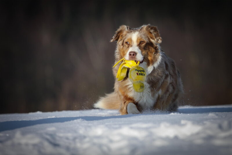 Australian Shepherd Dog — White, Active