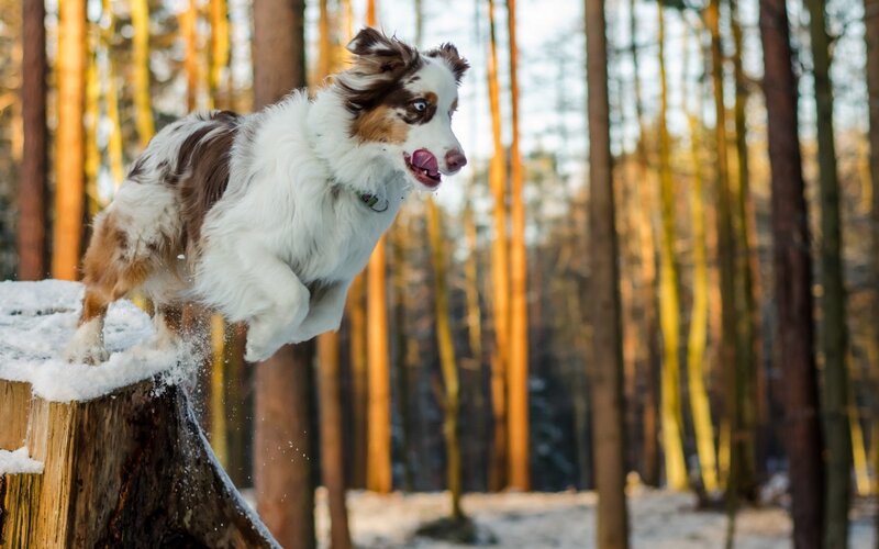 Australian Shepherd Dog — White, Active, Winter