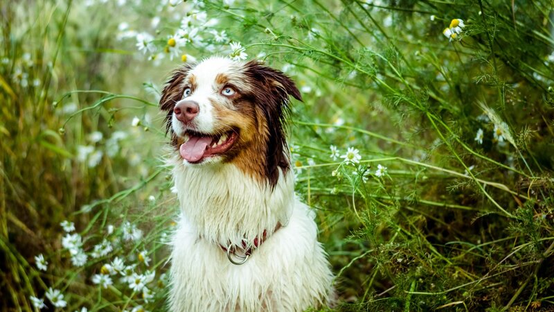 Australian Shepherd Dog — White, Calm, Afternoon, Photograph, Flowers