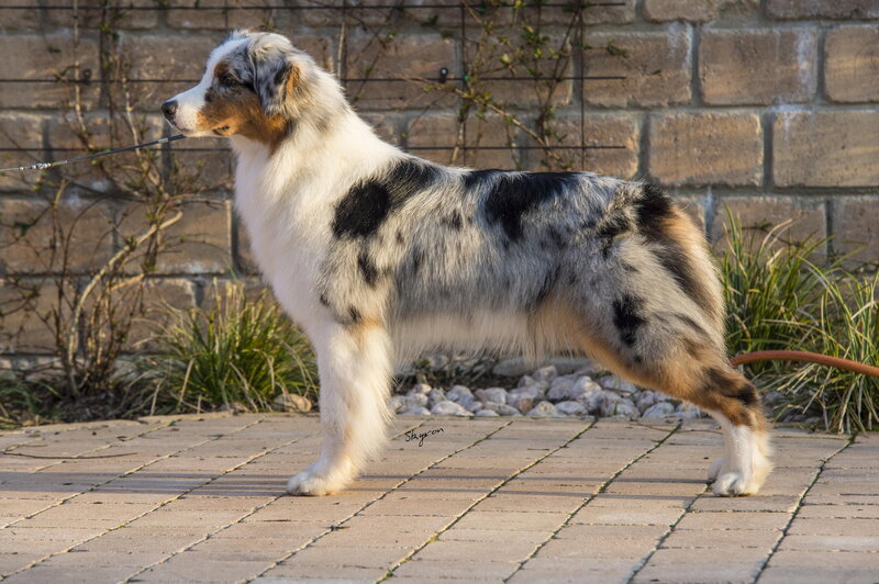 Australian Shepherd Dog — White, Calm, Afternoon