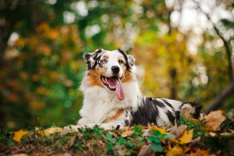 Australian Shepherd Dog — White, Calm, Autumn